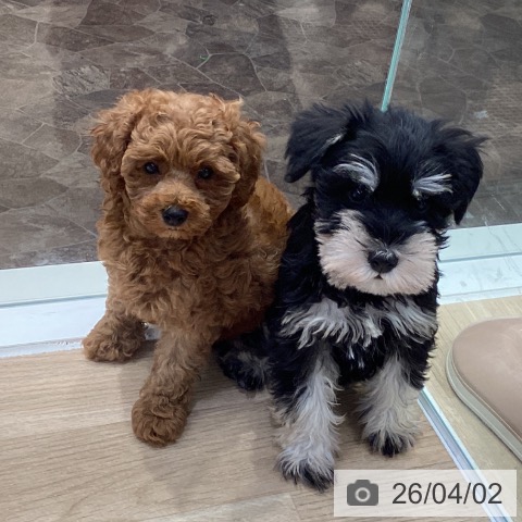 神奈川県のトイプードル(トイ) (ペットプラス 座間店/2026年1月29日生まれ/女の子/レッド)の子犬の4枚目の画像