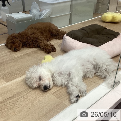 神奈川県のトイプードル(トイ) (ペットプラス 座間店/2026年1月29日生まれ/女の子/レッド)の子犬の4枚目の画像