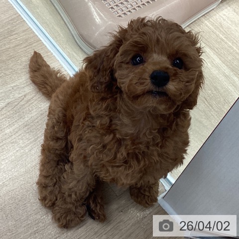 神奈川県のトイプードル(トイ) (ペットプラス 座間店/2026年1月29日生まれ/女の子/レッド)の子犬の3枚目の画像