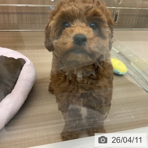 神奈川県のトイプードル(トイ) (ペッツワン 横須賀久里浜店/2026年1月29日生まれ/女の子/レッド)の子犬の4枚目の画像