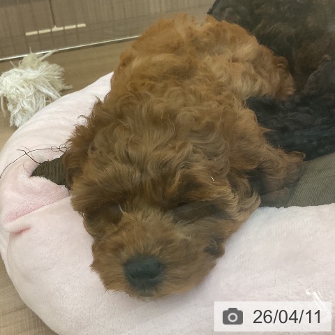 神奈川県のトイプードル(トイ) (ペッツワン 横須賀久里浜店/2026年1月29日生まれ/女の子/レッド)の子犬の3枚目の画像