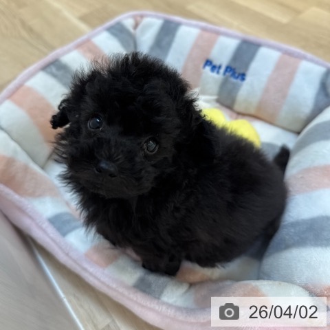 東京都のトイプードル(トイ) (ペットプラス アクアシティお台場店/2026年1月22日生まれ/男の子/ブラック)の子犬の4枚目の画像