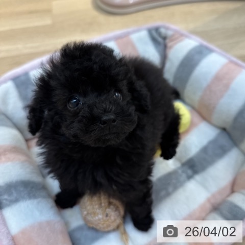 東京都のトイプードル(トイ) (ペットプラス アクアシティお台場店/2026年1月22日生まれ/男の子/ブラック)の子犬の3枚目の画像