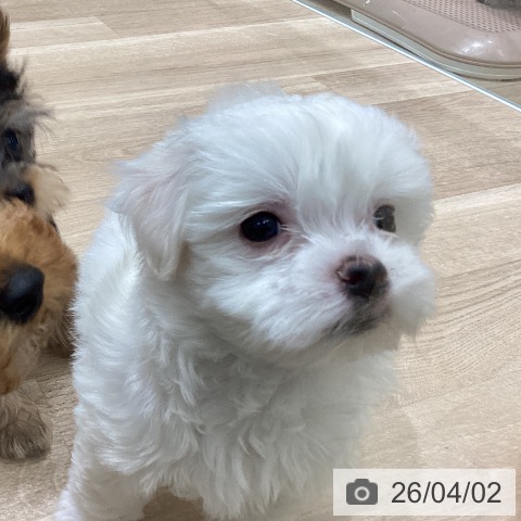 マルチーズの写真