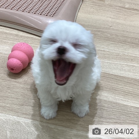 マルチーズの写真