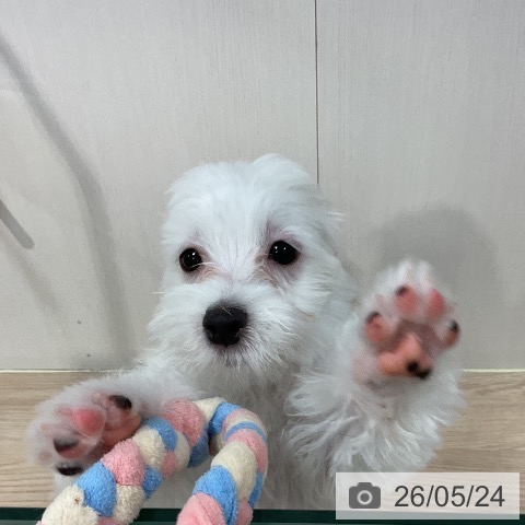 マルチーズの写真