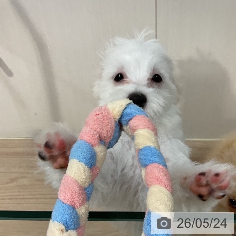 マルチーズの写真