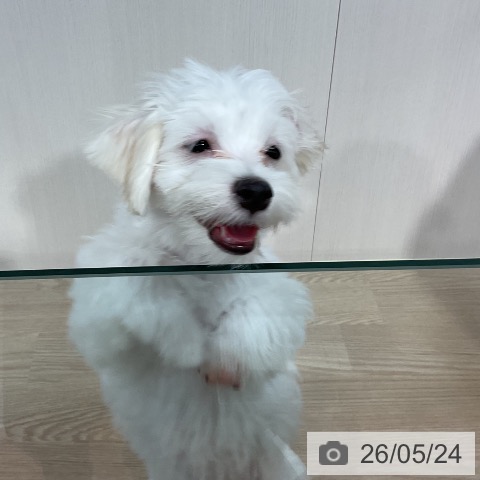 マルチーズの写真
