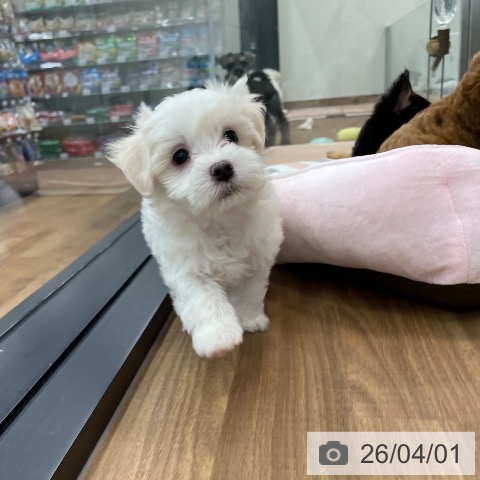 マルチーズの写真