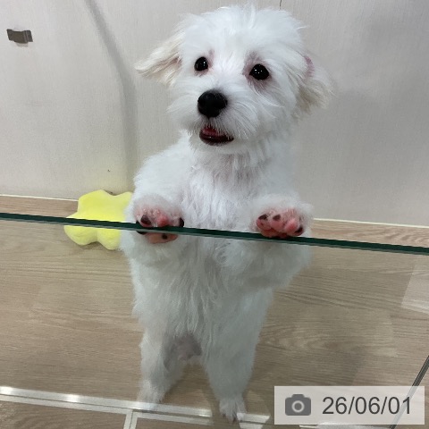 マルチーズの写真