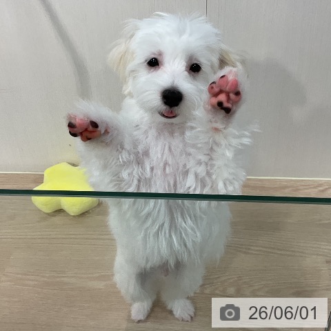マルチーズの写真