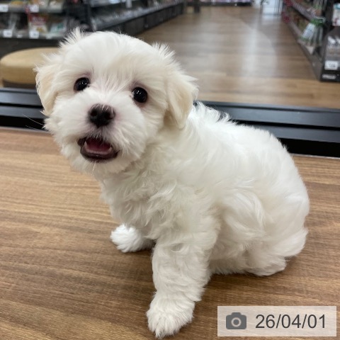 マルチーズの写真