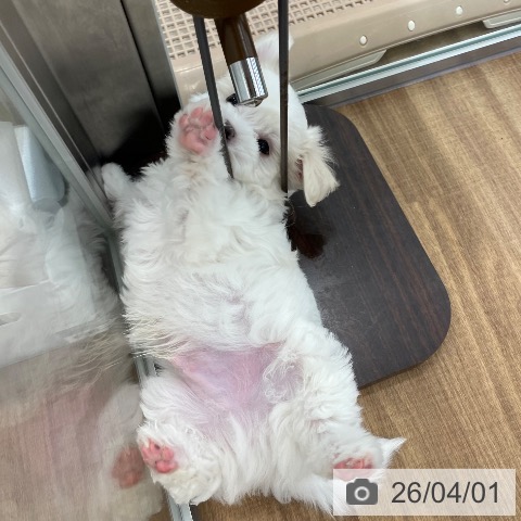 マルチーズの写真