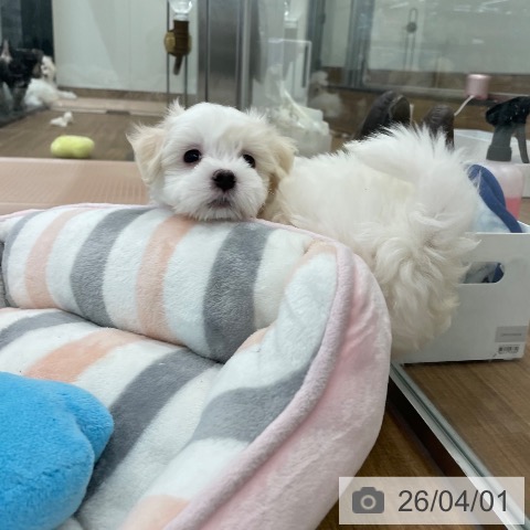 マルチーズの写真