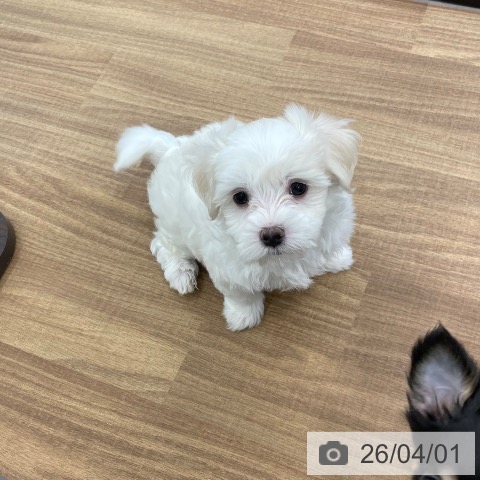 マルチーズの写真