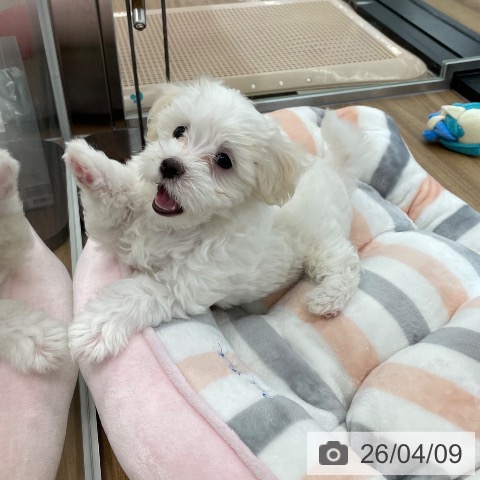 マルチーズの写真