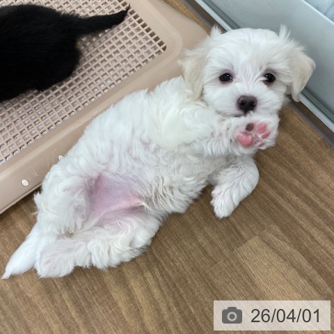 マルチーズの写真