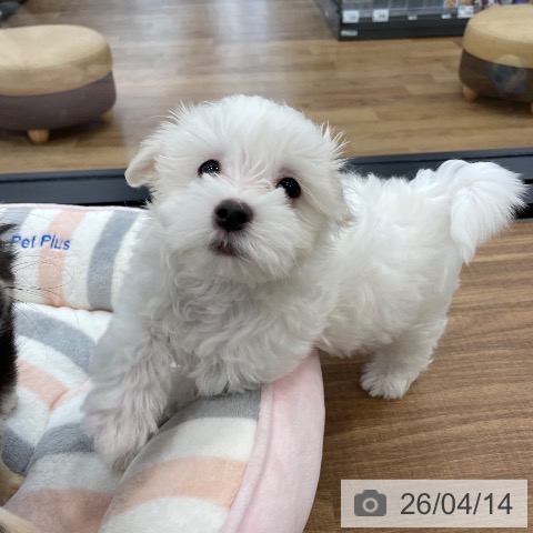 マルチーズの写真