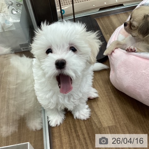 マルチーズの写真