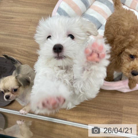 マルチーズの写真