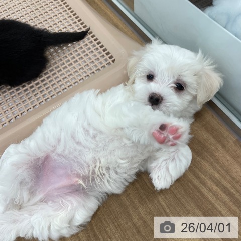 マルチーズの写真