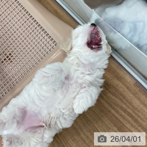 マルチーズの写真