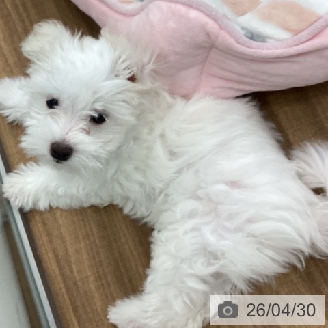 茨城県のマルチーズ (ペッツワン つくば店/2026年1月29日生まれ/男の子/ホワイト)の子犬の3枚目の画像