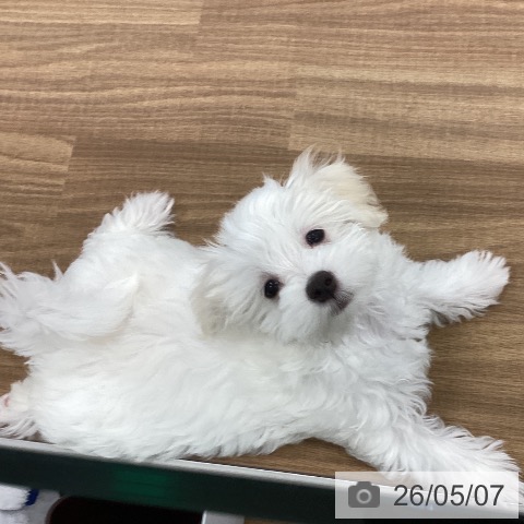 茨城県のマルチーズ (ペッツワン つくば店/2026年1月29日生まれ/男の子/ホワイト)の子犬の4枚目の画像