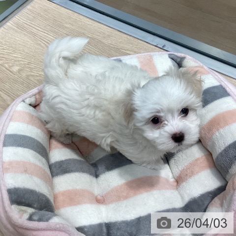 千葉県のマルチーズ (ペットプラス 柏店/2026年1月29日生まれ/女の子/ホワイト)の子犬の3枚目の画像