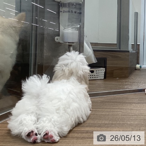 茨城県のマルチーズ (ペッツワン 阿見店/2026年1月29日生まれ/女の子/ホワイト)の子犬の4枚目の画像