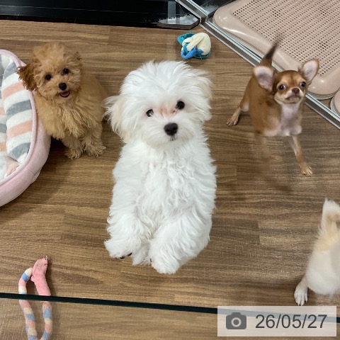 茨城県のマルチーズ (ペッツワン 阿見店/2026年1月29日生まれ/女の子/ホワイト)の子犬の4枚目の画像