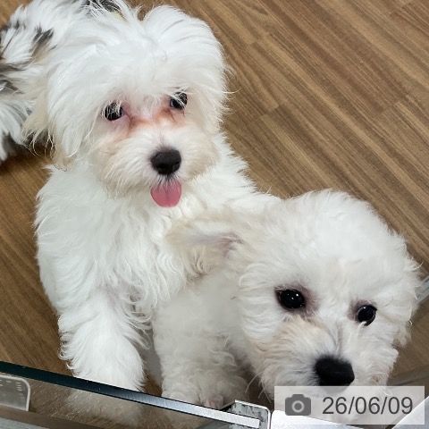 茨城県のマルチーズ (ペッツワン 阿見店/2026年1月29日生まれ/女の子/ホワイト)の子犬の4枚目の画像