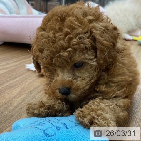 東京都のトイプードル(トイ) (ペッツワン 青梅インター店/2026年1月29日生まれ/男の子/レッド)の子犬の3枚目の画像