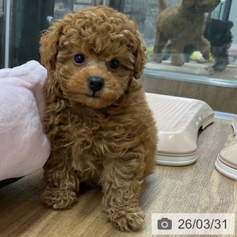 トイ・プードルの写真