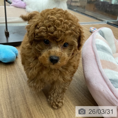 トイ・プードルの写真