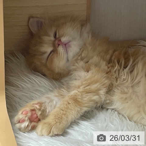 サイベリアンの写真