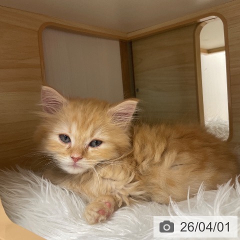 長野県のサイベリアン (ペットプラス 須坂店/2026年1月29日生まれ/男の子/レッドタビーホワイト)の子猫の3枚目の画像