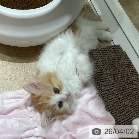 埼玉県のサイベリアン (ペットプラス ピオニウォーク東松山店/2026年1月29日生まれ/女の子/レッドタビーホワイト)の子猫の4枚目の画像