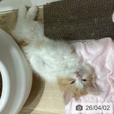 埼玉県のサイベリアン (ペットプラス ピオニウォーク東松山店/2026年1月29日生まれ/女の子/レッドタビーホワイト)の子猫の3枚目の画像