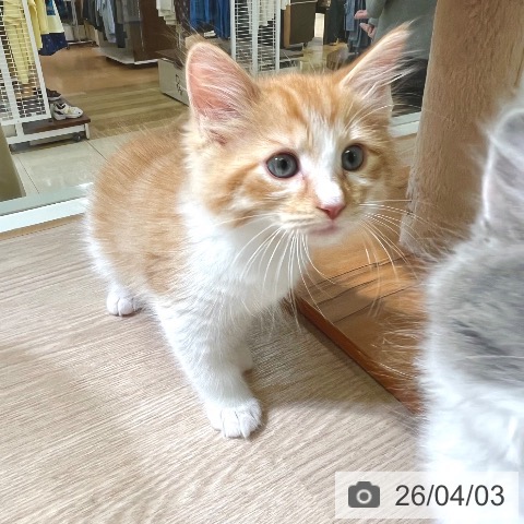 東京都のサイベリアン (ペットプラス 板橋店/2026年1月29日生まれ/男の子/レッドマッカレルタビーホワイト)の子猫の4枚目の画像