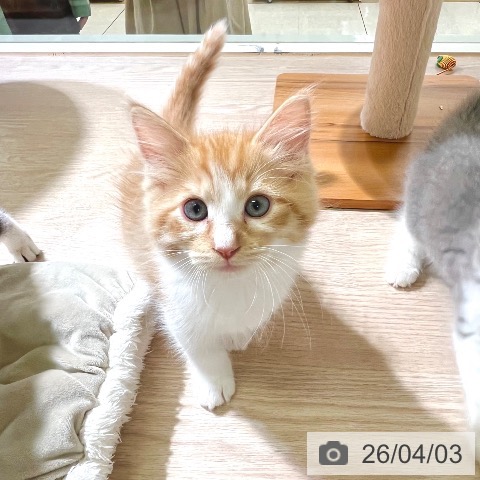 東京都のサイベリアン (ペットプラス 板橋店/2026年1月29日生まれ/男の子/レッドマッカレルタビーホワイト)の子猫の3枚目の画像