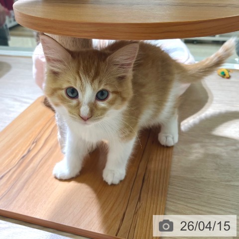 東京都のサイベリアン (ペットプラス 板橋店/2026年1月29日生まれ/男の子/レッドマッカレルタビーホワイト)の子猫の3枚目の画像