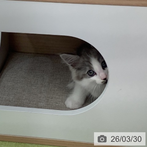 埼玉県のサイベリアン (ペットプラス 川口店/2026年1月29日生まれ/男の子/シルバーマッカレルタビーホワイト)の子猫の4枚目の画像