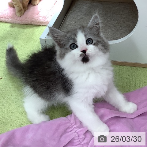 埼玉県のサイベリアン (ペットプラス 川口店/2026年1月29日生まれ/男の子/シルバーマッカレルタビーホワイト)の子猫の3枚目の画像