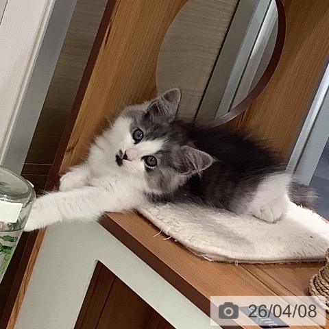 埼玉県のサイベリアン (ペットプラス 川口店/2026年1月29日生まれ/男の子/シルバーマッカレルタビーホワイト)の子猫の3枚目の画像