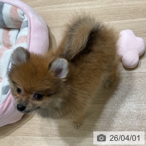 岩手県のポメラニアン (ペットプラス 盛岡南店/2026年1月29日生まれ/女の子/オレンジセーブル)の子犬の4枚目の画像