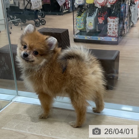岩手県のポメラニアン (ペットプラス 盛岡南店/2026年1月29日生まれ/女の子/オレンジセーブル)の子犬の3枚目の画像