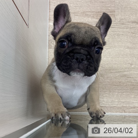 宮城県のフレンチブルドッグ (ペットプラス 仙台上杉店/2026年1月27日生まれ/女の子/フォーン)の子犬の4枚目の画像