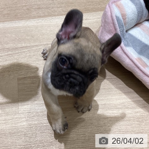 宮城県のフレンチブルドッグ (ペットプラス 仙台上杉店/2026年1月27日生まれ/女の子/フォーン)の子犬の3枚目の画像