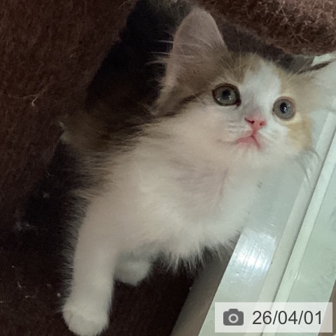 埼玉県のサイベリアン (ペットプラス イオンモール春日部店/2026年1月29日生まれ/女の子/トービーホワイト)の子猫の4枚目の画像